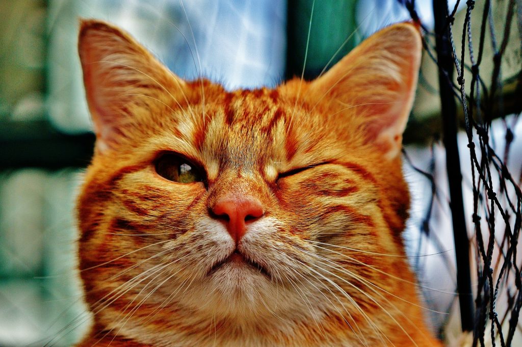 cat 1333926 1920