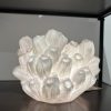 Lampe corail arbuscule-5 Lampe corail arbuscule 5
