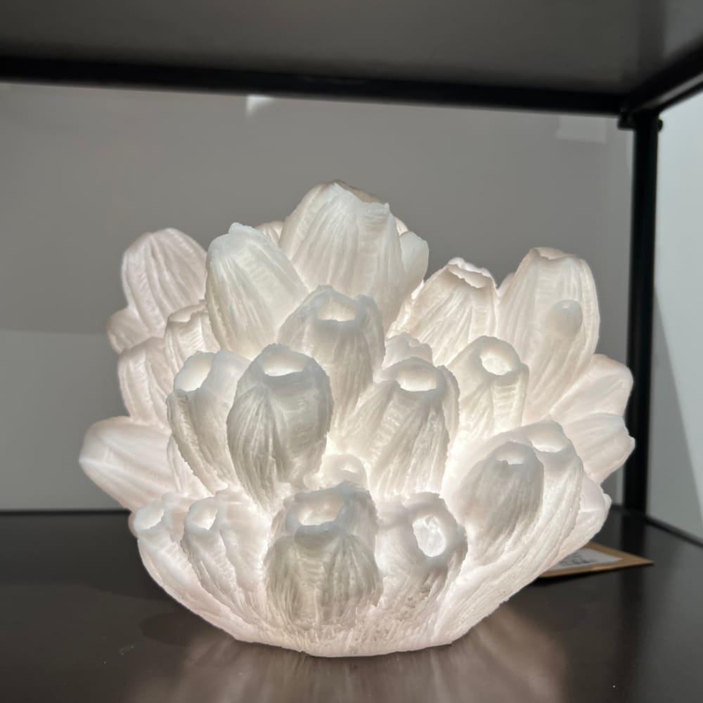Lampe corail arbuscule-5 Lampe corail arbuscule 5