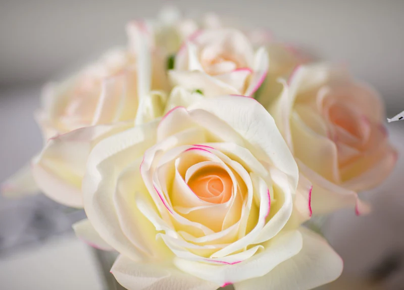 BLUSH_339b475a-b4c9-4538-b027-c1fe6161c46c_800x BLUSH 339b475a b4c9 4538 b027