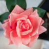 PEACH SINGLE ffc65545 18f8 4d43 902f 5424da59bd86 800x