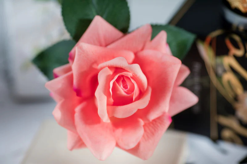 PEACH SINGLE ffc65545 18f8 4d43 902f