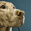 Applique Murale Labrador Lucky Werns majdeltier labrador 4