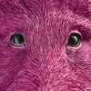 Applique Murale Sanglier Willy- Magenta-rose-sanglier-cochon-werns-wernervoss-majdeltier-3 (1) Applique Murale Sanglier Willy Magenta rose sanglier cochon werns wernervoss majdeltier 3 1