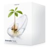 avocado-germination-vase-avocat-noyau-croissance-eau-verre-majdeltier-2 (2) (1) coffret vase pour noyau d'avocat