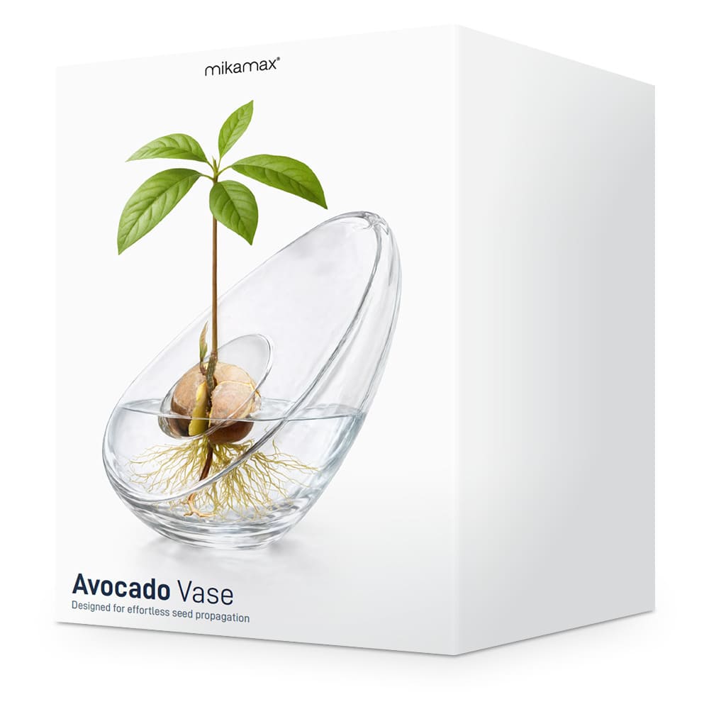 avocado-germination-vase-avocat-noyau-croissance-eau-verre-majdeltier-2 (2) (1) coffret vase pour noyau d'avocat